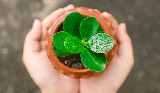 Manos y plantita que representan la Responsabilidad Social Corporativa